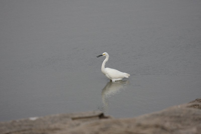 Snowy Egret.JPG